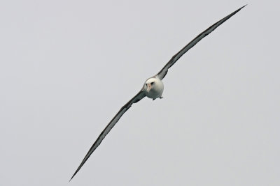 Laysan Albatross Tepke 1571.jpg