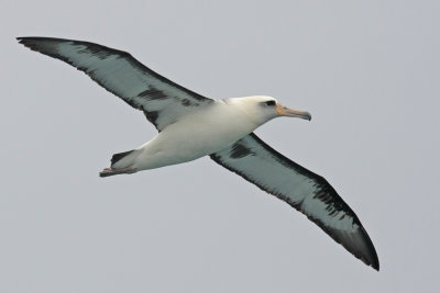 Laysan Albatross Tepke 1595.jpg