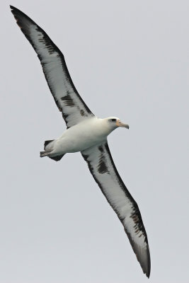 Laysan Albatross Tepke 1601.jpg