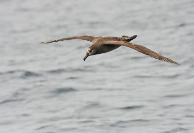 090509 Black-footed Albatross 0169.jpg