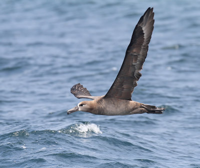 100815 Black-footed Albatross 0625.jpg