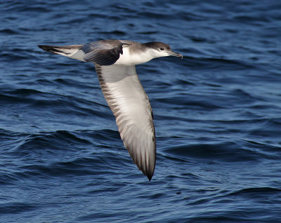 Buller's Shearwater