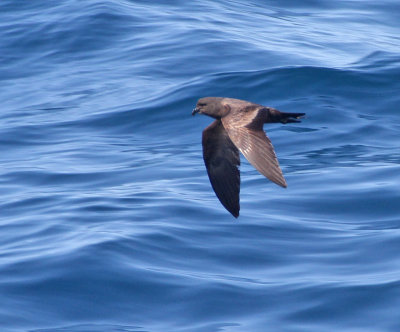 101009 Black Storm-Petrel 3589.jpg