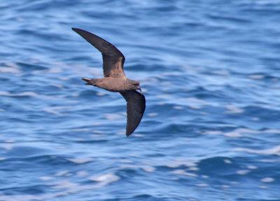 101009 Black Storm-Petrel 3844.jpg