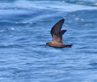 101009 Black Storm-Petrel 4091.jpg