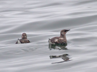 130721 Marbled Murrelet 3990.jpg