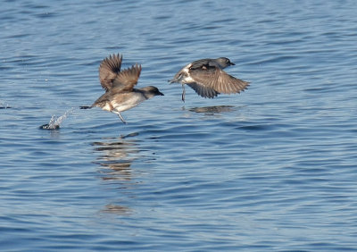 090920 Cassin's Auklet 3328b.jpg