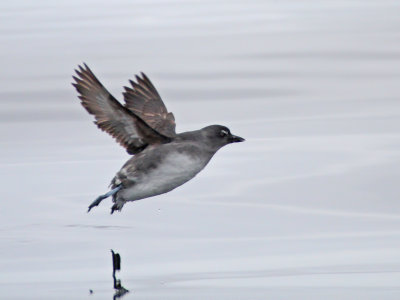 Cassin's Auklet Tepke 3992.jpg