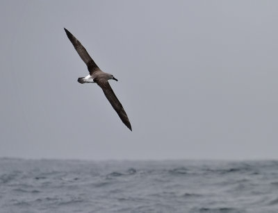 140726 Salvin's Albatross 8465.jpg
