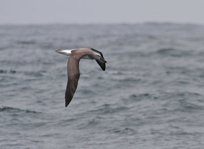 140726 Salvin's Albatross 8477.jpg