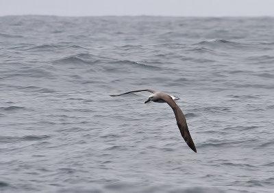 140726 Salvin's Albatross 8601.jpg