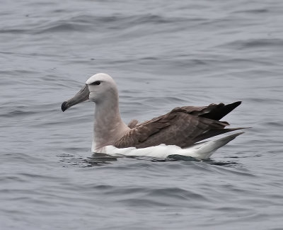 140726 Salvin's Albatross 8774.jpg