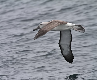 140726 Salvin's Albatross 8797.jpg