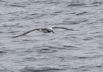 140726 Salvin's Albatross 8817.jpg