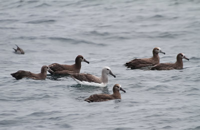 140726 Salvin's Albatross 9066.jpg