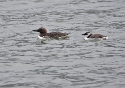 080802 Common Murre 1833.jpg