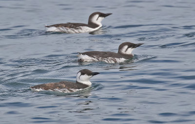 150927 Common Murre 2253.jpg