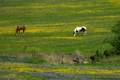 ennis_bluebonnets_april_6th_2017