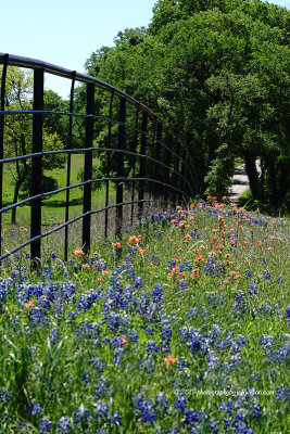 ennis_bluebonnets_april_6th_2017