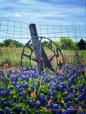 ennis_bluebonnets_2018