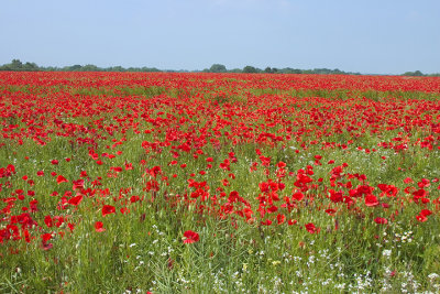Poppies