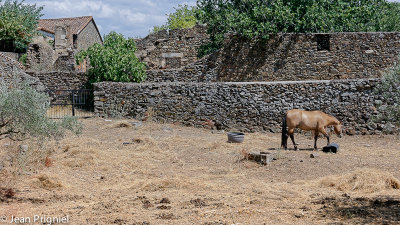 Granadilla