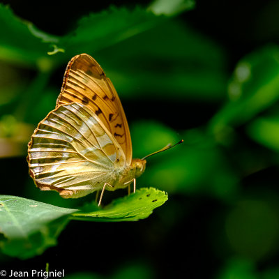 Papillon