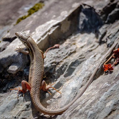 Lzard