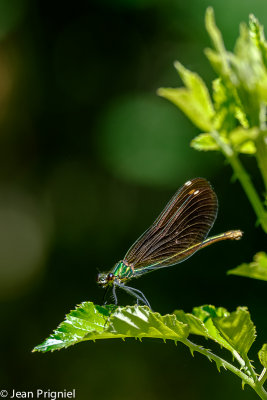 g10/58/500858/3/165942474.8HrlfH9x.jpg