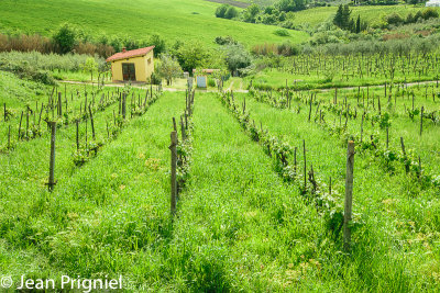 Chianti