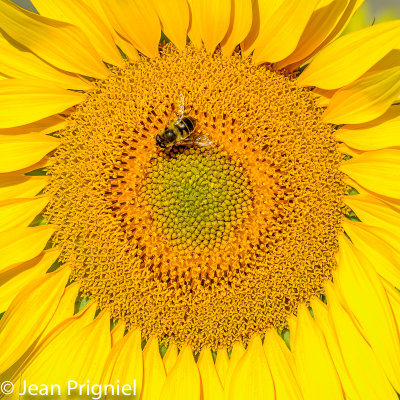 Histoire de tournesol