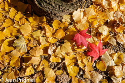 Automne 2018