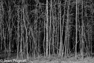 Automne 2018