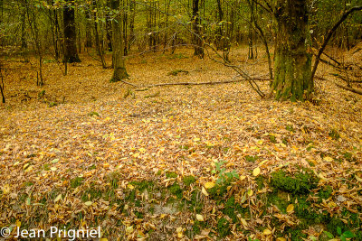 Automne 2018