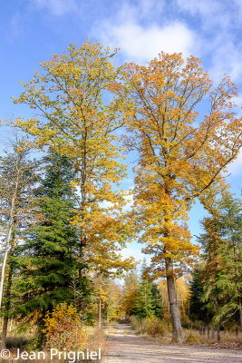 Automne 2018