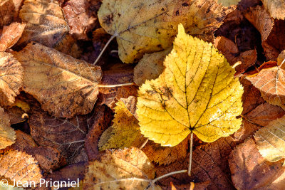 Automne 2018