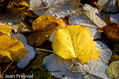 Automne 2018