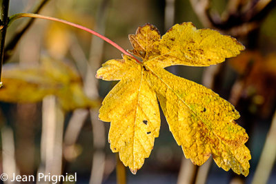 Automne 2018