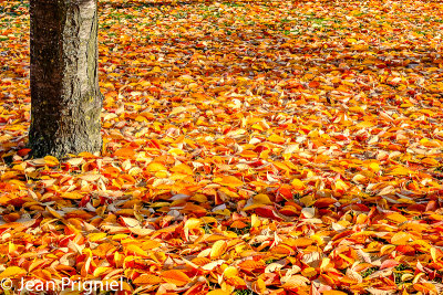 Automne 2018