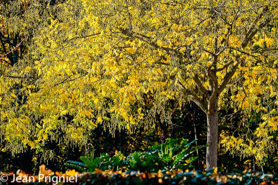 Automne 2018