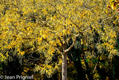 Automne 2018