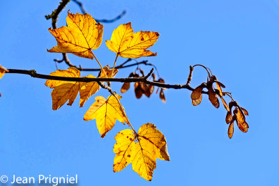 Automne 2018