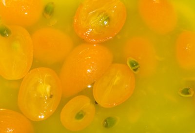 kumquat seeds