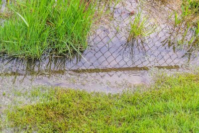 wet lawn