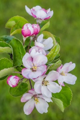 apple blossoms
