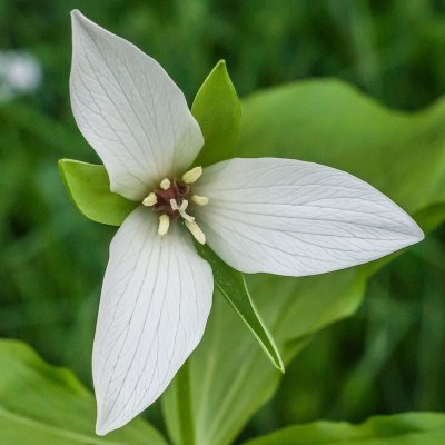 trillium