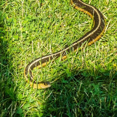 backyard snake