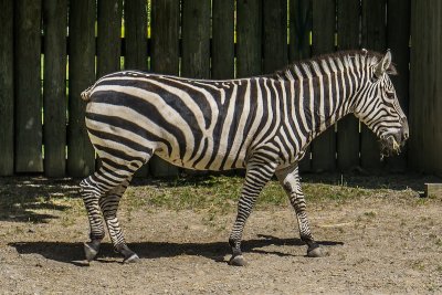 Zebra