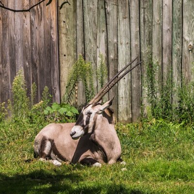 Gemsbok Oryx