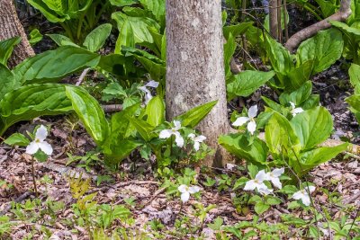 Trillium along the trail